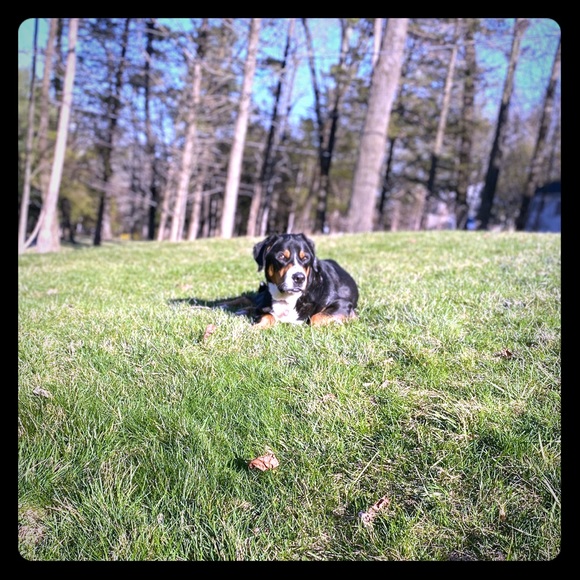 Meet the Posher Other - Meet your Posher, Juliana